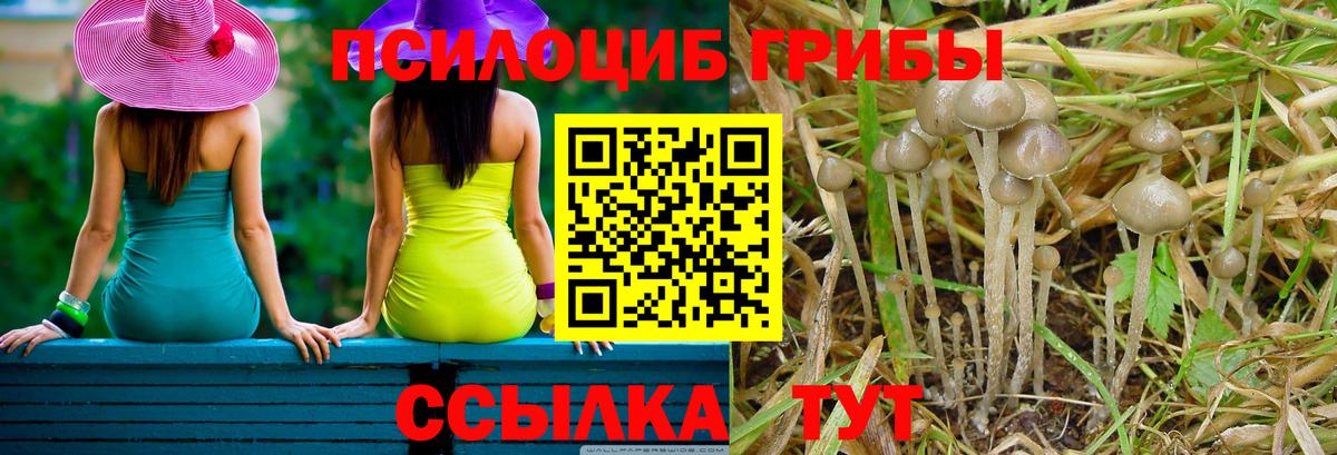 Галлюциногенные грибы GOLDEN TEACHER  Вход с VPN  Галлюциногенные грибы Psilocybine cubensis  Избербаш 